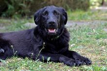 LUNA, Hund, Mischlingshund in Bad Wünnenberg - Bild 3