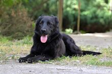 LUNA, Hund, Mischlingshund in Bad Wünnenberg - Bild 4
