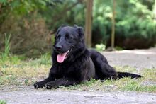 LUNA, Hund, Mischlingshund in Bad Wünnenberg - Bild 5
