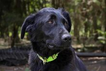 LUNA, Hund, Mischlingshund in Bad Wünnenberg - Bild 6