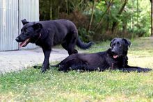 LUNA, Hund, Mischlingshund in Bad Wünnenberg - Bild 8