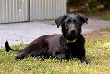 LUNA, Hund, Mischlingshund in Bad Wünnenberg - Bild 9
