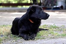 KORA, Hund, Mischlingshund in Polen - Bild 4