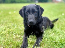 KORA, Hund, Mischlingshund in Bad Wünnenberg - Bild 10