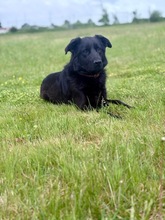 KORA, Hund, Mischlingshund in Bad Wünnenberg - Bild 11