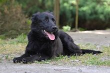 KORA, Hund, Mischlingshund in Bad Wünnenberg - Bild 3