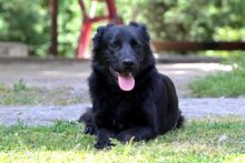 KORA, Hund, Mischlingshund in Bad Wünnenberg - Bild 5