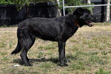 KORA, Hund, Mischlingshund in Bad Wünnenberg - Bild 7