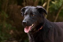 KORA, Hund, Mischlingshund in Bad Wünnenberg - Bild 8