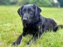 KORA, Hund, Mischlingshund in Bad Wünnenberg - Bild 9
