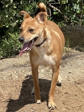 VANILLA, Hund, Mischlingshund in Griechenland