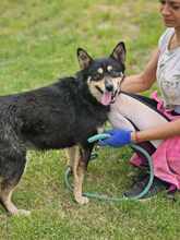 LUPIN, Hund, Mischlingshund in Bulgarien - Bild 10