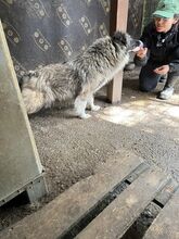 LIANA, Hund, Mischlingshund in Rumänien - Bild 4