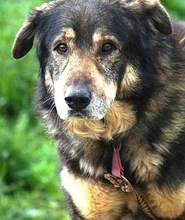 VRACHOS, Hund, Mischlingshund in Griechenland