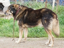 VRACHOS, Hund, Mischlingshund in Griechenland - Bild 3