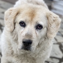 LARA, Hund, Mischlingshund in Griechenland - Bild 1