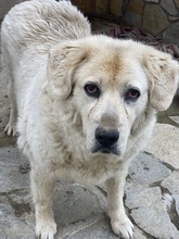 LARA, Hund, Mischlingshund in Griechenland - Bild 10