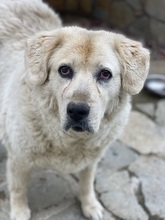 LARA, Hund, Mischlingshund in Griechenland - Bild 11