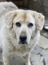 LARA, Hund, Mischlingshund in Griechenland - Bild 12