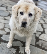 LARA, Hund, Mischlingshund in Griechenland - Bild 2