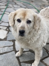 LARA, Hund, Mischlingshund in Griechenland - Bild 3