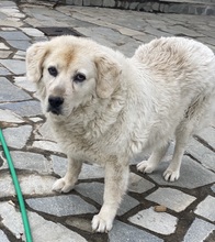 LARA, Hund, Mischlingshund in Griechenland - Bild 4