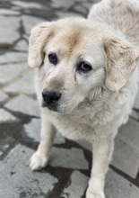 LARA, Hund, Mischlingshund in Griechenland - Bild 6