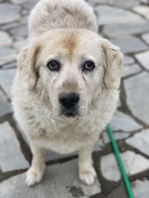 LARA, Hund, Mischlingshund in Griechenland - Bild 9