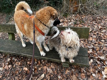 JUDY, Hund, Mischlingshund in Wuppertal - Bild 4