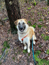 JUDY, Hund, Mischlingshund in Wuppertal - Bild 5