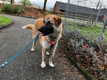 JUDY, Hund, Mischlingshund in Wuppertal - Bild 6