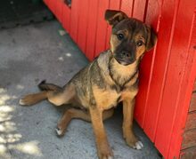 CIPY, Hund, Mischlingshund in Rumänien