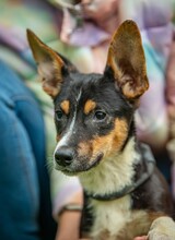 BAMBI, Hund, Terrier-Mix in Ungarn - Bild 1