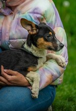 BAMBI, Hund, Terrier-Mix in Ungarn - Bild 2