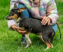 BAMBI, Hund, Terrier-Mix in Ungarn - Bild 3