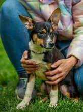 BAMBI, Hund, Terrier-Mix in Ungarn - Bild 4