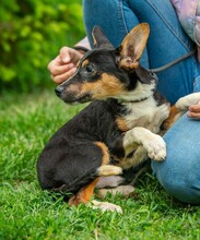 BAMBI, Hund, Terrier-Mix in Ungarn - Bild 5