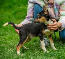 BAMBI, Hund, Terrier-Mix in Ungarn - Bild 6