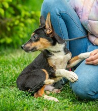 BAMBI, Hund, Terrier-Mix in Ungarn - Bild 7