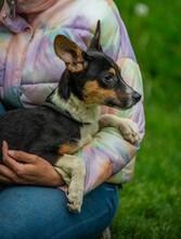 BAMBI, Hund, Terrier-Mix in Ungarn - Bild 8