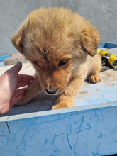 SALLY, Hund, Mischlingshund in Rumänien - Bild 15