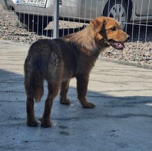 SALLY, Hund, Mischlingshund in Rumänien - Bild 6