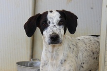 CONSTANTINA, Hund, Pointer-Mix in Italien