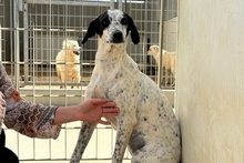 CONSTANTINA, Hund, Pointer-Mix in Italien - Bild 2