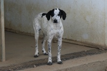 CONSTANTINA, Hund, Pointer-Mix in Italien - Bild 3