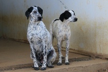 CONSTANTINA, Hund, Pointer-Mix in Italien - Bild 4