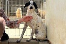 CONSTANTINA, Hund, Pointer-Mix in Italien - Bild 5