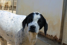 CONSTANTINO, Hund, Pointer-Mix in Italien - Bild 2