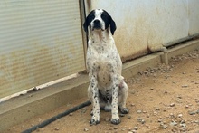 CONSTANTINO, Hund, Pointer-Mix in Italien - Bild 3