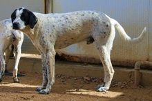 CONSTANTINO, Hund, Pointer-Mix in Italien - Bild 4